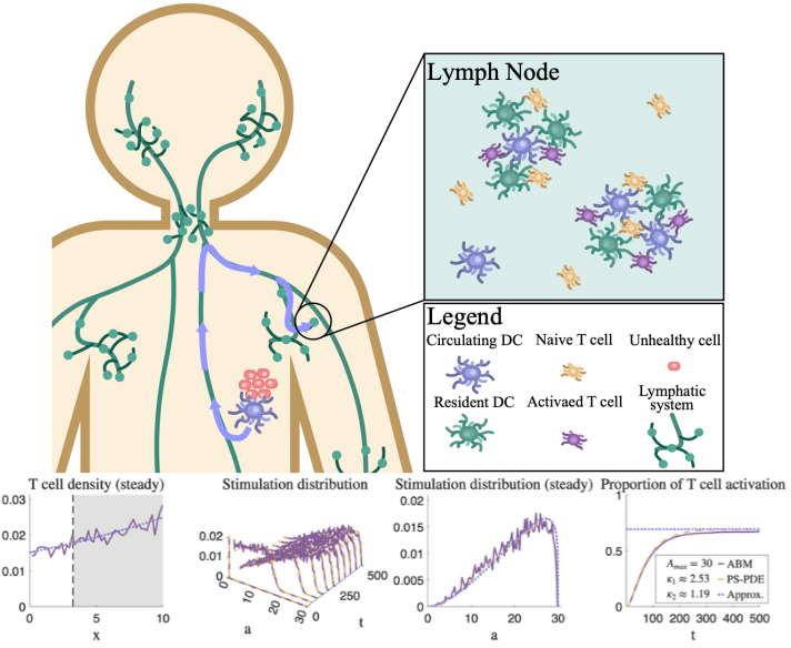 Understanding how dendritic cell clustering affects T cell activation 