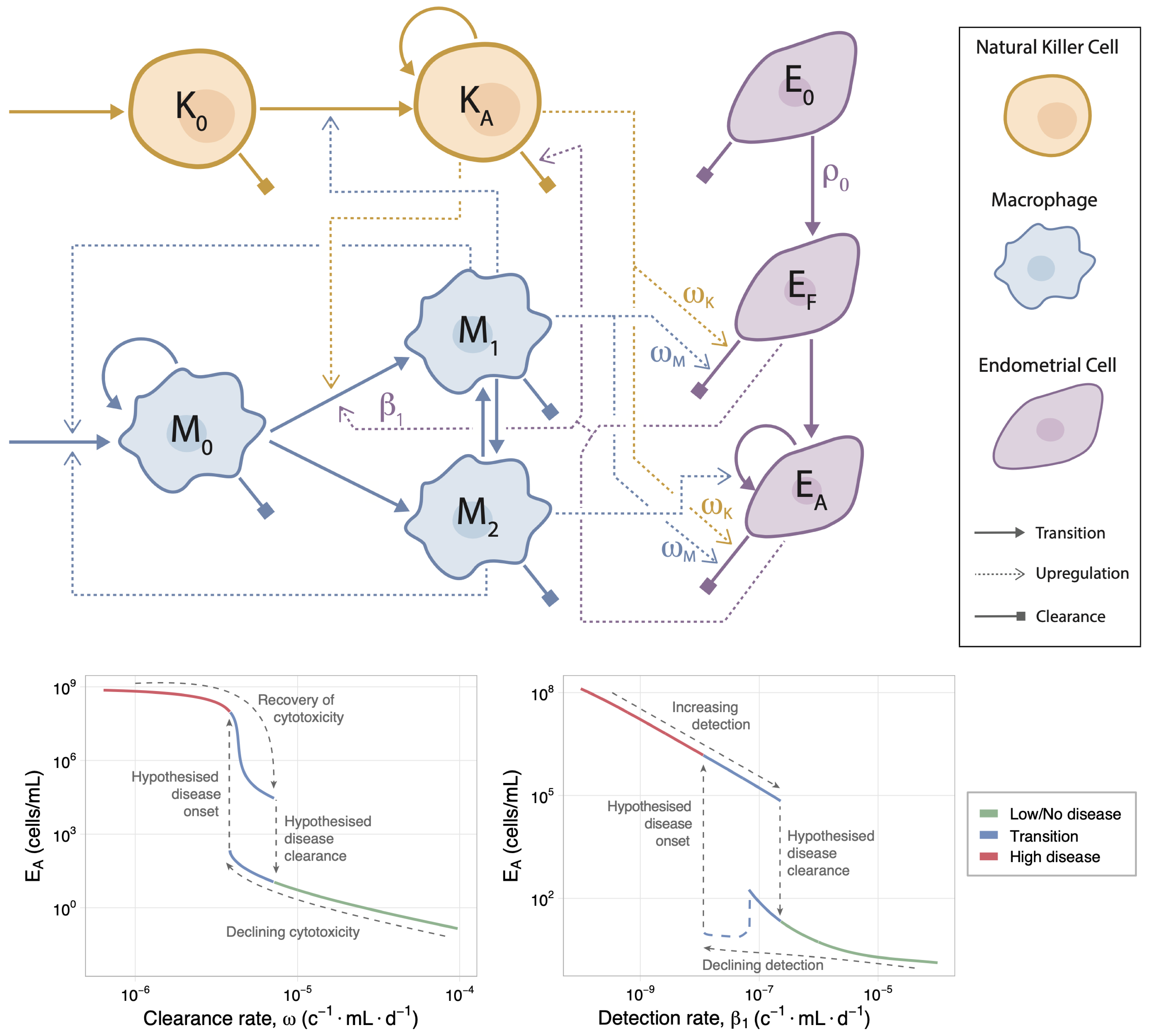 Modelling the immune system's role in endometriosis onset